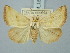  ( - BGE_ZSM_LEP_2997)  @11 [ ] by-nc-sa (2025) SNSB, Staatliche Naturwissenschaftliche Sammlungen Bayerns ZSM (SNSB, Zoologische Staatssammlung Muenchen)