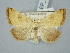  ( - BGE_ZSM_LEP_2999)  @11 [ ] by-nc-sa (2025) SNSB, Staatliche Naturwissenschaftliche Sammlungen Bayerns ZSM (SNSB, Zoologische Staatssammlung Muenchen)