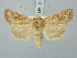  ( - BGE_ZSM_LEP_3012)  @11 [ ] by-nc-sa (2025) SNSB, Staatliche Naturwissenschaftliche Sammlungen Bayerns ZSM (SNSB, Zoologische Staatssammlung Muenchen)
