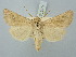 ( - BGE_ZSM_LEP_3014)  @11 [ ] by-nc-sa (2025) SNSB, Staatliche Naturwissenschaftliche Sammlungen Bayerns ZSM (SNSB, Zoologische Staatssammlung Muenchen)