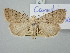  ( - BGE_ZSM_LEP_3036)  @11 [ ] by-nc-sa (2025) SNSB, Staatliche Naturwissenschaftliche Sammlungen Bayerns ZSM (SNSB, Zoologische Staatssammlung Muenchen)