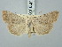  ( - BGE_ZSM_LEP_3037)  @11 [ ] by-nc-sa (2025) SNSB, Staatliche Naturwissenschaftliche Sammlungen Bayerns ZSM (SNSB, Zoologische Staatssammlung Muenchen)