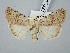  ( - BGE_ZSM_LEP_3039)  @11 [ ] by-nc-sa (2025) SNSB, Staatliche Naturwissenschaftliche Sammlungen Bayerns ZSM (SNSB, Zoologische Staatssammlung Muenchen)
