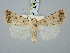  ( - BGE_ZSM_LEP_3073)  @11 [ ] by-nc-sa (2025) SNSB, Staatliche Naturwissenschaftliche Sammlungen Bayerns ZSM (SNSB, Zoologische Staatssammlung Muenchen)