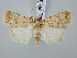  ( - BGE_ZSM_LEP_3074)  @11 [ ] by-nc-sa (2025) SNSB, Staatliche Naturwissenschaftliche Sammlungen Bayerns ZSM (SNSB, Zoologische Staatssammlung Muenchen)