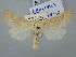  ( - BGE_ZSM_LEP_3075)  @11 [ ] by-nc-sa (2025) SNSB, Staatliche Naturwissenschaftliche Sammlungen Bayerns ZSM (SNSB, Zoologische Staatssammlung Muenchen)