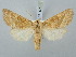  ( - BGE_ZSM_LEP_3076)  @11 [ ] by-nc-sa (2025) SNSB, Staatliche Naturwissenschaftliche Sammlungen Bayerns ZSM (SNSB, Zoologische Staatssammlung Muenchen)