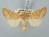  ( - BGE_ZSM_LEP_3077)  @11 [ ] by-nc-sa (2025) SNSB, Staatliche Naturwissenschaftliche Sammlungen Bayerns ZSM (SNSB, Zoologische Staatssammlung Muenchen)