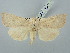  ( - BGE_ZSM_LEP_3087)  @11 [ ] by-nc-sa (2025) SNSB, Staatliche Naturwissenschaftliche Sammlungen Bayerns ZSM (SNSB, Zoologische Staatssammlung Muenchen)