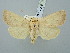  ( - BGE_ZSM_LEP_3088)  @11 [ ] by-nc-sa (2025) SNSB, Staatliche Naturwissenschaftliche Sammlungen Bayerns ZSM (SNSB, Zoologische Staatssammlung Muenchen)