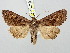  ( - BGE_ZSM_LEP_3093)  @11 [ ] by-nc-sa (2025) SNSB, Staatliche Naturwissenschaftliche Sammlungen Bayerns ZSM (SNSB, Zoologische Staatssammlung Muenchen)