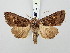  ( - BGE_ZSM_LEP_3094)  @11 [ ] by-nc-sa (2025) SNSB, Staatliche Naturwissenschaftliche Sammlungen Bayerns ZSM (SNSB, Zoologische Staatssammlung Muenchen)