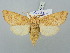  ( - BGE_ZSM_LEP_3095)  @11 [ ] by-nc-sa (2025) SNSB, Staatliche Naturwissenschaftliche Sammlungen Bayerns ZSM (SNSB, Zoologische Staatssammlung Muenchen)