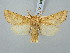  ( - BGE_ZSM_LEP_3096)  @11 [ ] by-nc-sa (2025) SNSB, Staatliche Naturwissenschaftliche Sammlungen Bayerns ZSM (SNSB, Zoologische Staatssammlung Muenchen)