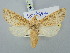  ( - BGE_ZSM_LEP_3098)  @11 [ ] by-nc-sa (2025) SNSB, Staatliche Naturwissenschaftliche Sammlungen Bayerns ZSM (SNSB, Zoologische Staatssammlung Muenchen)