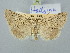  (Hadjina lutosa - BGE_ZSM_LEP_3100)  @11 [ ] by-nc-sa (2025) SNSB, Staatliche Naturwissenschaftliche Sammlungen Bayerns ZSM (SNSB, Zoologische Staatssammlung Muenchen)