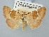  ( - BGE_ZSM_LEP_3103)  @11 [ ] by-nc-sa (2025) SNSB, Staatliche Naturwissenschaftliche Sammlungen Bayerns ZSM (SNSB, Zoologische Staatssammlung Muenchen)