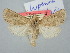  ( - BGE_ZSM_LEP_3115)  @11 [ ] by-nc-sa (2025) SNSB, Staatliche Naturwissenschaftliche Sammlungen Bayerns ZSM (SNSB, Zoologische Staatssammlung Muenchen)