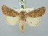  (Luperina dayensis - BGE_ZSM_LEP_3116)  @11 [ ] by-nc-sa (2025) SNSB, Staatliche Naturwissenschaftliche Sammlungen Bayerns ZSM (SNSB, Zoologische Staatssammlung Muenchen)