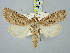  ( - BGE_ZSM_LEP_3117)  @11 [ ] by-nc-sa (2025) SNSB, Staatliche Naturwissenschaftliche Sammlungen Bayerns ZSM (SNSB, Zoologische Staatssammlung Muenchen)