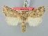  ( - BGE_ZSM_LEP_3118)  @11 [ ] by-nc-sa (2025) SNSB, Staatliche Naturwissenschaftliche Sammlungen Bayerns ZSM (SNSB, Zoologische Staatssammlung Muenchen)