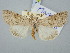  ( - BGE_ZSM_LEP_3122)  @11 [ ] by-nc-sa (2025) SNSB, Staatliche Naturwissenschaftliche Sammlungen Bayerns ZSM (SNSB, Zoologische Staatssammlung Muenchen)