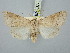  ( - BGE_ZSM_LEP_3123)  @11 [ ] by-nc-sa (2025) SNSB, Staatliche Naturwissenschaftliche Sammlungen Bayerns ZSM (SNSB, Zoologische Staatssammlung Muenchen)