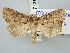  ( - BGE_ZSM_LEP_3131)  @11 [ ] by-nc-sa (2025) SNSB, Staatliche Naturwissenschaftliche Sammlungen Bayerns ZSM (SNSB, Zoologische Staatssammlung Muenchen)