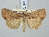  ( - BGE_ZSM_LEP_3133)  @11 [ ] by-nc-sa (2025) SNSB, Staatliche Naturwissenschaftliche Sammlungen Bayerns ZSM (SNSB, Zoologische Staatssammlung Muenchen)