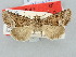  (Oligia turcia - BGE_ZSM_LEP_3140)  @11 [ ] by-nc-sa (2025) SNSB, Staatliche Naturwissenschaftliche Sammlungen Bayerns ZSM (SNSB, Zoologische Staatssammlung Muenchen)