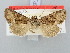  ( - BGE_ZSM_LEP_3141)  @11 [ ] by-nc-sa (2025) SNSB, Staatliche Naturwissenschaftliche Sammlungen Bayerns ZSM (SNSB, Zoologische Staatssammlung Muenchen)