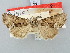  ( - BGE_ZSM_LEP_3142)  @11 [ ] by-nc-sa (2025) SNSB, Staatliche Naturwissenschaftliche Sammlungen Bayerns ZSM (SNSB, Zoologische Staatssammlung Muenchen)