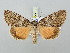  ( - BGE_ZSM_LEP_3143)  @11 [ ] by-nc-sa (2025) SNSB, Staatliche Naturwissenschaftliche Sammlungen Bayerns ZSM (SNSB, Zoologische Staatssammlung Muenchen)