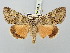  ( - BGE_ZSM_LEP_3144)  @11 [ ] by-nc-sa (2025) SNSB, Staatliche Naturwissenschaftliche Sammlungen Bayerns ZSM (SNSB, Zoologische Staatssammlung Muenchen)