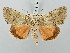  ( - BGE_ZSM_LEP_3145)  @11 [ ] by-nc-sa (2025) SNSB, Staatliche Naturwissenschaftliche Sammlungen Bayerns ZSM (SNSB, Zoologische Staatssammlung Muenchen)