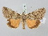  ( - BGE_ZSM_LEP_3146)  @11 [ ] by-nc-sa (2025) SNSB, Staatliche Naturwissenschaftliche Sammlungen Bayerns ZSM (SNSB, Zoologische Staatssammlung Muenchen)