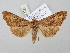  ( - BGE_ZSM_LEP_3149)  @11 [ ] by-nc-sa (2025) SNSB, Staatliche Naturwissenschaftliche Sammlungen Bayerns ZSM (SNSB, Zoologische Staatssammlung Muenchen)