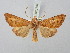  ( - BGE_ZSM_LEP_3150)  @11 [ ] by-nc-sa (2025) SNSB, Staatliche Naturwissenschaftliche Sammlungen Bayerns ZSM (SNSB, Zoologische Staatssammlung Muenchen)