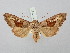  ( - BGE_ZSM_LEP_3151)  @11 [ ] by-nc-sa (2025) SNSB, Staatliche Naturwissenschaftliche Sammlungen Bayerns ZSM (SNSB, Zoologische Staatssammlung Muenchen)