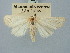  ( - BGE_ZSM_LEP_3157)  @11 [ ] by-nc-sa (2025) SNSB, Staatliche Naturwissenschaftliche Sammlungen Bayerns ZSM (SNSB, Zoologische Staatssammlung Muenchen)
