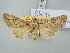  (Rhiza schlumbergeri - BGE_ZSM_LEP_3176)  @11 [ ] by-nc-sa (2025) SNSB, Staatliche Naturwissenschaftliche Sammlungen Bayerns ZSM (SNSB, Zoologische Staatssammlung Muenchen)