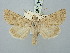  ( - BGE_ZSM_LEP_3177)  @11 [ ] by-nc-sa (2025) SNSB, Staatliche Naturwissenschaftliche Sammlungen Bayerns ZSM (SNSB, Zoologische Staatssammlung Muenchen)