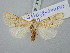  (Scythocentropus misella - BGE_ZSM_LEP_3182)  @11 [ ] by-nc-sa (2025) SNSB, Staatliche Naturwissenschaftliche Sammlungen Bayerns ZSM (SNSB, Zoologische Staatssammlung Muenchen)