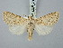  ( - BGE_ZSM_LEP_3183)  @11 [ ] by-nc-sa (2025) SNSB, Staatliche Naturwissenschaftliche Sammlungen Bayerns ZSM (SNSB, Zoologische Staatssammlung Muenchen)