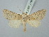  ( - BGE_ZSM_LEP_3184)  @11 [ ] by-nc-sa (2025) SNSB, Staatliche Naturwissenschaftliche Sammlungen Bayerns ZSM (SNSB, Zoologische Staatssammlung Muenchen)
