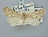  ( - BGE_ZSM_LEP_3185)  @11 [ ] by-nc-sa (2025) SNSB, Staatliche Naturwissenschaftliche Sammlungen Bayerns ZSM (SNSB, Zoologische Staatssammlung Muenchen)