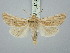  ( - BGE_ZSM_LEP_3195)  @11 [ ] by-nc-sa (2025) SNSB, Staatliche Naturwissenschaftliche Sammlungen Bayerns ZSM (SNSB, Zoologische Staatssammlung Muenchen)