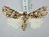  ( - BGE_ZSM_LEP_3200)  @11 [ ] by-nc-sa (2025) SNSB, Staatliche Naturwissenschaftliche Sammlungen Bayerns ZSM (SNSB, Zoologische Staatssammlung Muenchen)