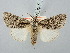  ( - BGE_ZSM_LEP_3201)  @11 [ ] by-nc-sa (2025) SNSB, Staatliche Naturwissenschaftliche Sammlungen Bayerns ZSM (SNSB, Zoologische Staatssammlung Muenchen)