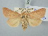  ( - BGE_ZSM_LEP_3202)  @11 [ ] by-nc-sa (2025) SNSB, Staatliche Naturwissenschaftliche Sammlungen Bayerns ZSM (SNSB, Zoologische Staatssammlung Muenchen)